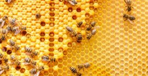 ruche abeille
