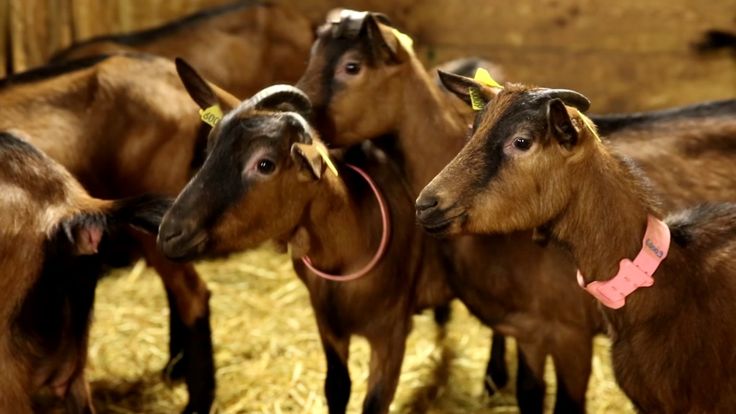 Voulez-vous en savoir plus sur la vie quotidienne de la chèvre ?